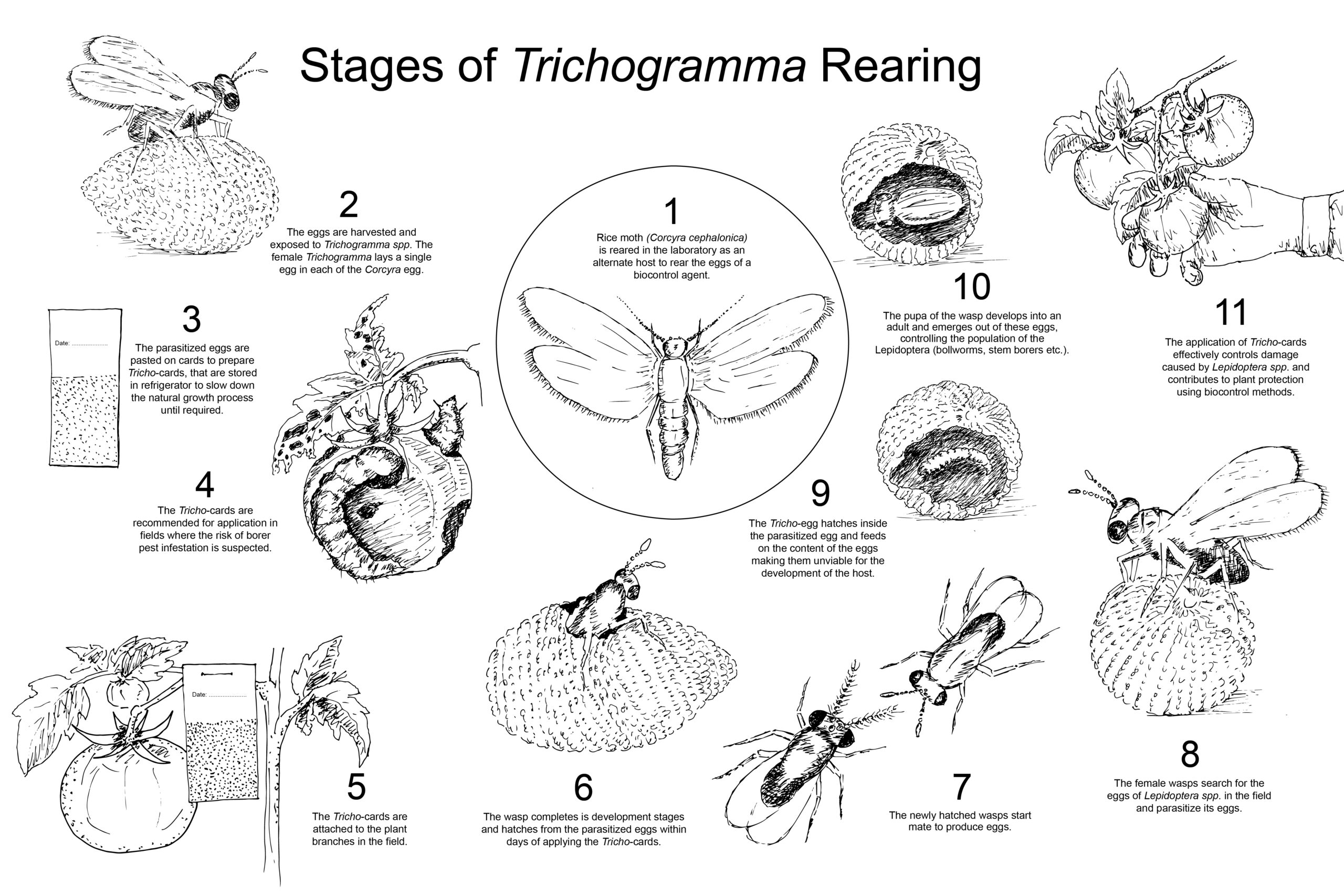 Final Poster - Trichogramma Rearing Facility 270325-01